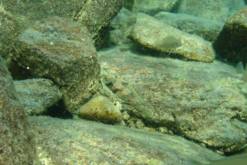 Lamprologus lemairii